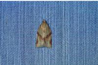 Clepsis consimilana