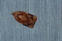 Ditula angustiorana