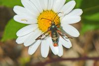 Pyropteron chrysidiforme