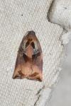 Archips podana