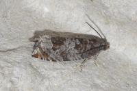 Ancylis achatana