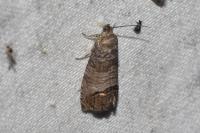 Cydia pomonella
