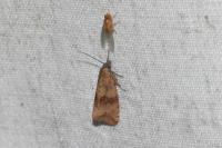 Celypha striana