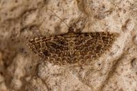 Alucita huebneri