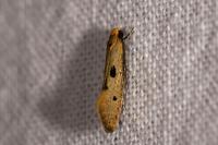 Tinea trinotella