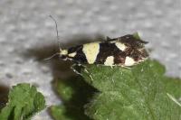 Eratophyes amasiella