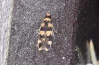 Oegoconia