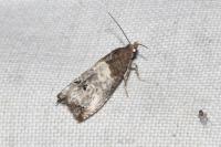 Notocelia roborana