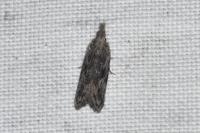 Anarsia