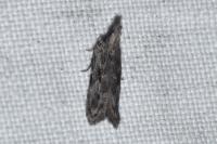 Anarsia