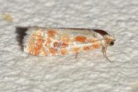 Rhyacionia buoliana