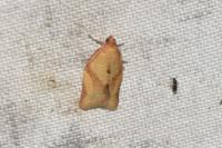 Clepsis consimilana