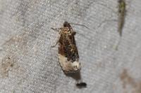 Hedya nubiferana