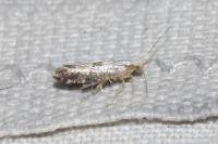 Argyresthia spinosella