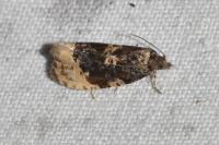 Hedya ochroleucana