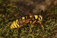 Sesia apiformis