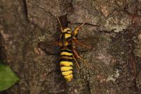 Sesia apiformis