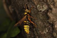 Sesia apiformis