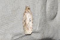 Agonopterix arenella