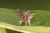 Choreutis nemorana