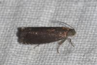 Grapholita tenebrosana