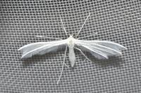 Pterophorus pentadactylus