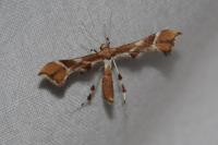 Cnaemidophorus rhododactylus