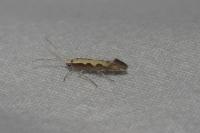 Plutella xylostella