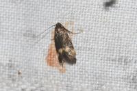 Borkhausenia minutella