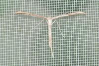 Emmelina monodactyla