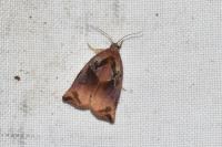 Archips podana