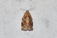 Archips xylosteana