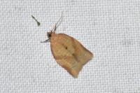 Clepsis consimilana