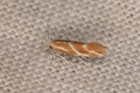 Phyllonorycter millierella