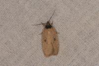 Agonopterix subpropinquella