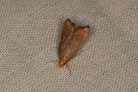 Eurodachtha pallicornella