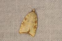 Aleimma loeflingiana