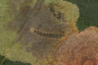 Cameraria ohridella