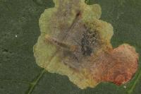 Cameraria ohridella