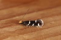 Eudarcia leopoldella