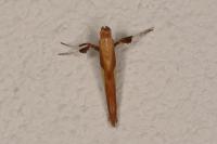 Caloptilia fribergensis