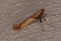 Caloptilia fribergensis