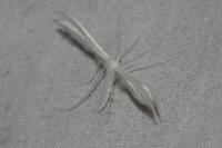 Pterophorus pentadactylus