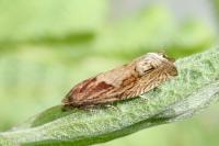 Eucosma