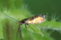 Micropterix aruncella