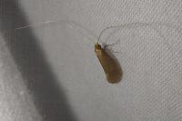 Nematopogon metaxella