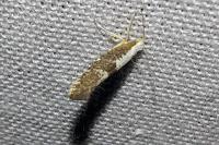 Argyresthia spinosella