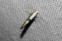 Argyresthia spinosella