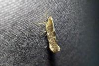 Argyresthia spinosella