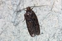 Hofmannophila pseudospretella